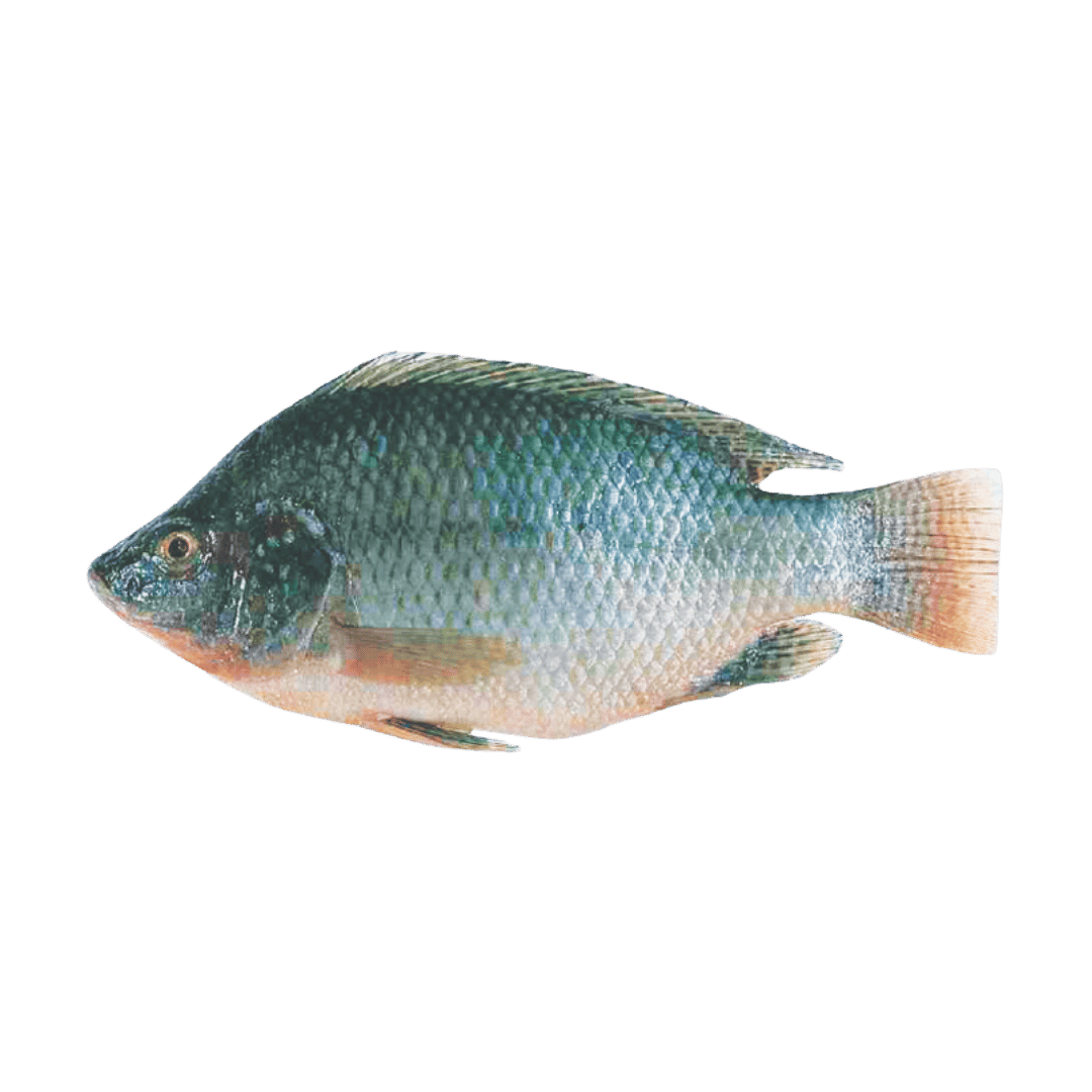 Whole Cleaned Tilapia Ready to Cook $2.97 lb