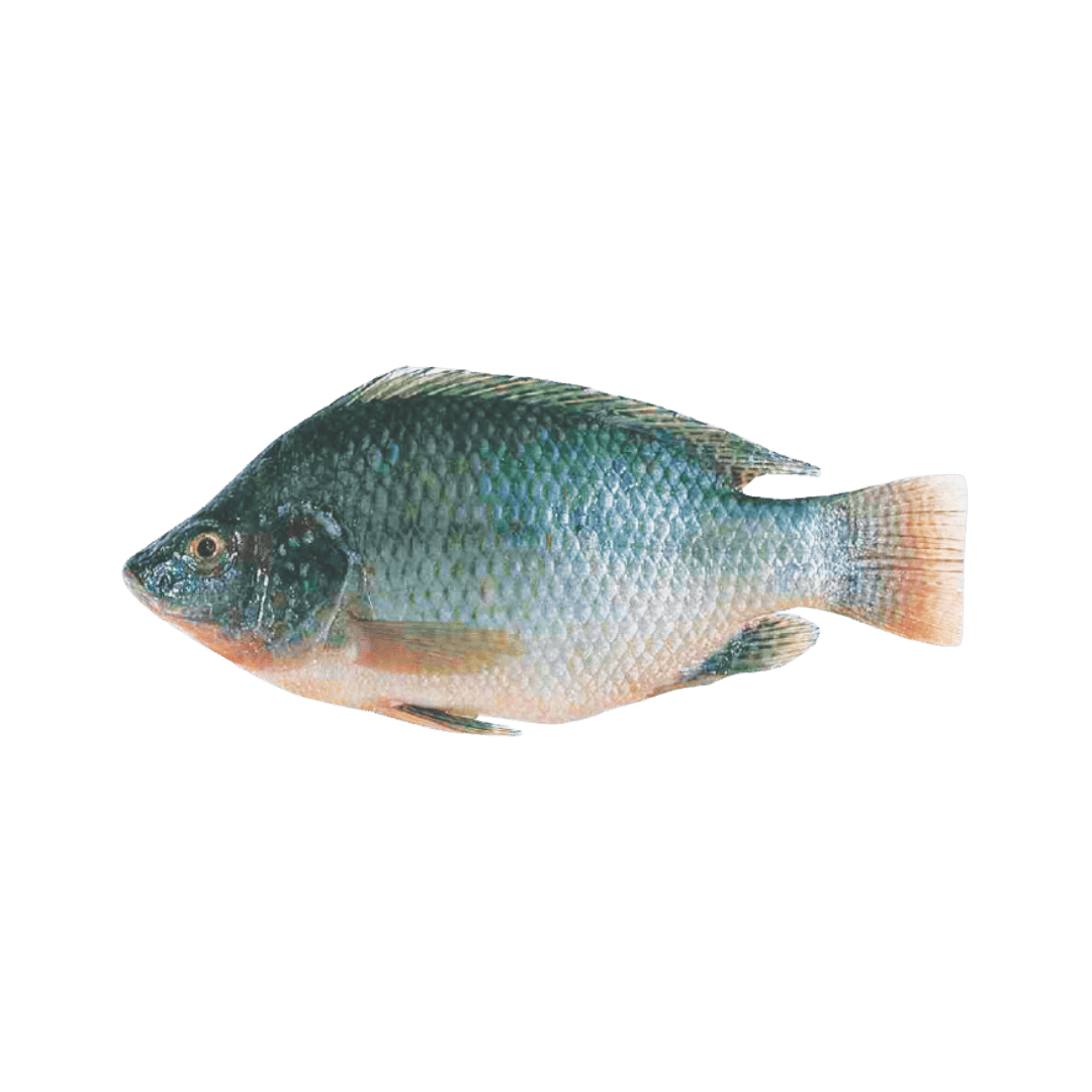 Whole Cleaned Tilapia Ready to Cooked $2.47 lb