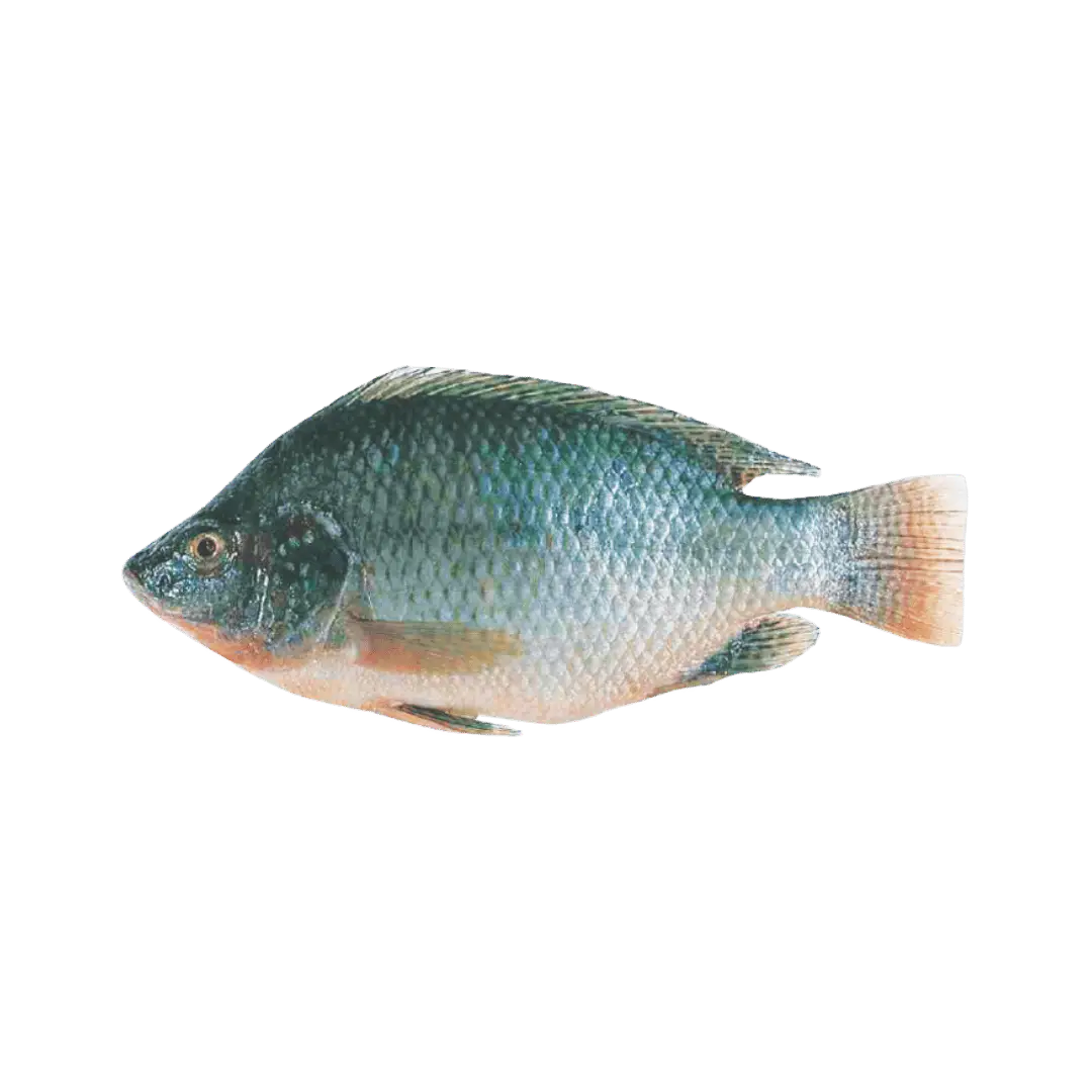 Whole Cleaned Tilapia Ready to Cook $1.99 lb