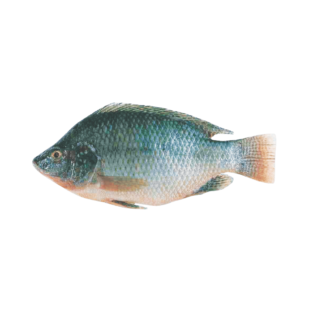 Whole Cleaned Ready to Cook Tilapia $1.99 lb