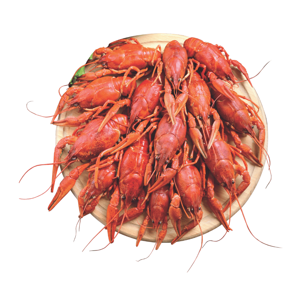 Live Crawfish from Louisiana $3.99 lb